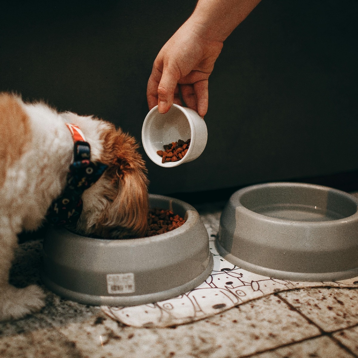 10 cooling superfoods to keep your dog healthy this summer