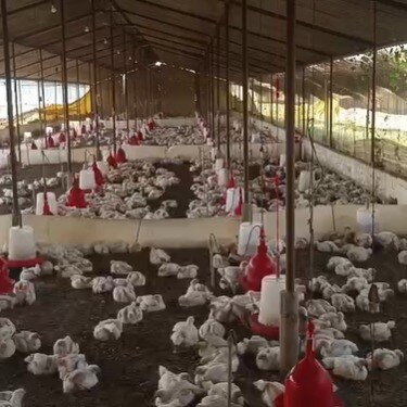 UP wedding DJ noise blamed for death of 140 chickens, case filed in Sultanpur