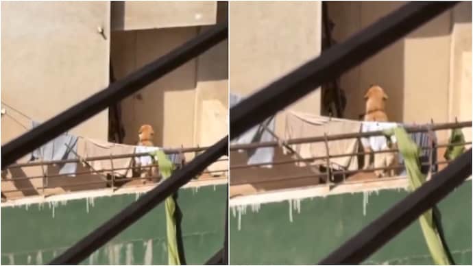 Dog left on balcony in Pune sparks outrage after viral video alleges abuse (Photos: Vidit Sharma/X) Dog left on balcony in Pune sparks outrage after viral video alleges abuse