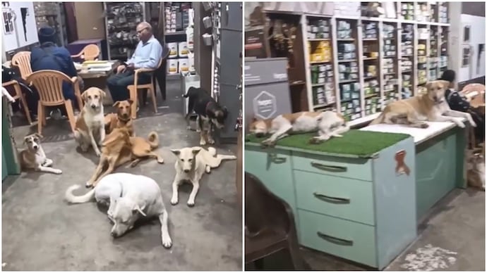 A video showing several dogs escaping the summer heat in a shop has gone viral. (Photo: X) dogs