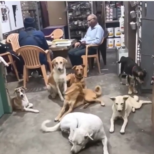 Shopkeeper opens doors to stray dogs to escape scorching heat