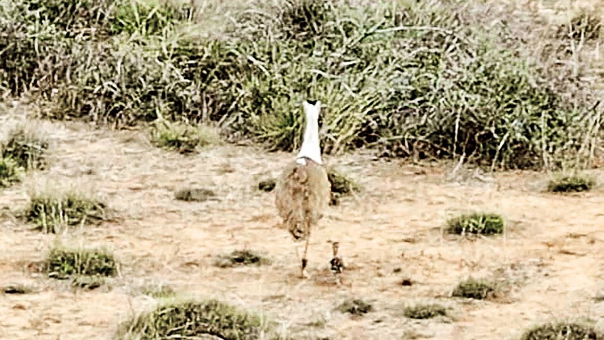 Eco Watch | The Great Indian Bustard: Rare wild chick in Kutch