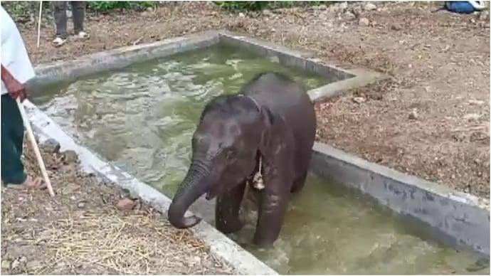 A pool was constructed in Jharkhand's Dalma for a rescued baby elephant. elephant baby