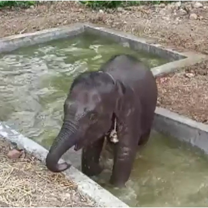 Jharkhand’s Dalma sanctuary constructs pool for baby elephant, tourists thrilled