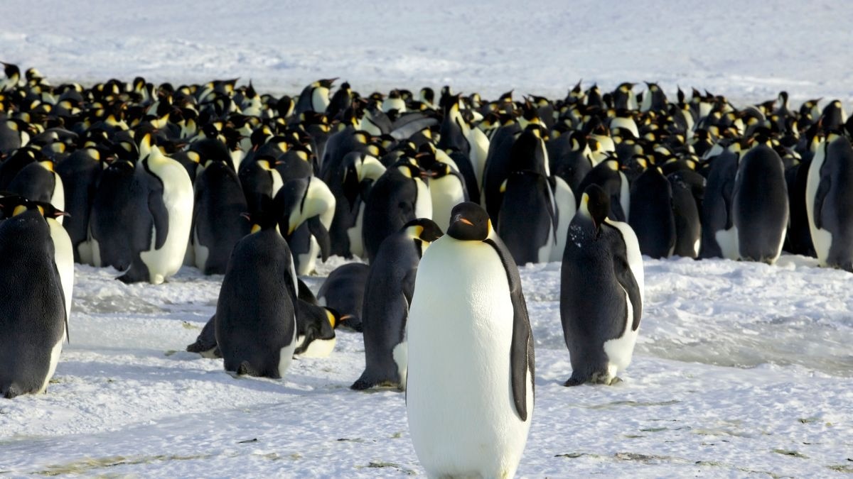 Emperor penguins are now endangered as Antarctic sea ice disappears fast