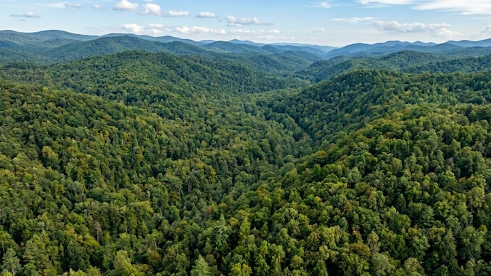 GS Sharanya, 36, was on a solo trip to Karnataka's Kodagu district. (AI-generated representative image) forest