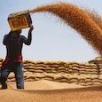 From mandis to mills to markets, wheat moves through several stages like milling, packaging, branding, transport, and retail sale. (Image:PTI) From mandis to mills to markets, wheat moves through several stages like milling, packaging, branding, transport, and retail sale. (Image:PTI)