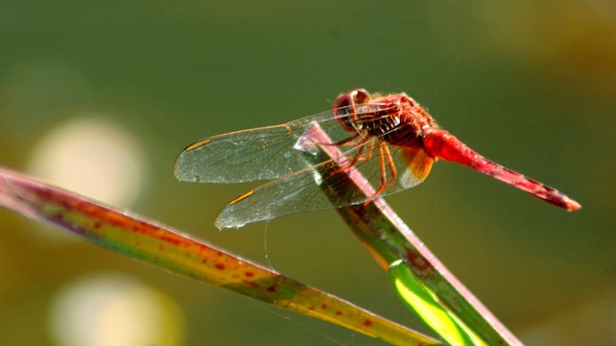 A dragonfly rests on a plant on the outskirts of Agartala. (Photo: Reuters) Humans and dragonflies share the same vision, scientists find