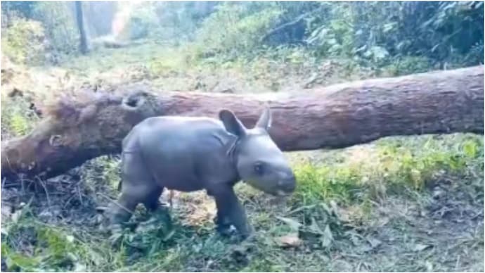 IFS officer shares rare video of one-day-old rhino (Photo: Parveen Kaswan/X) one day old rhino