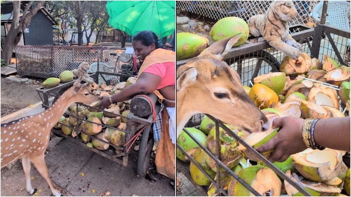 A video showing a woman feeding coconut water to a deer at IIT Madras has gone viral. (Photo: Instagram) iit madras