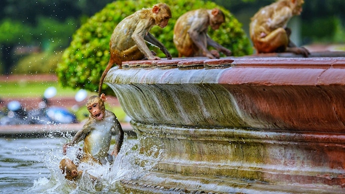 Macaques cool off in a fountain on a hot summer day at Vijay Chowk, in New Delhi. (Photo: PTI) India heatwave
