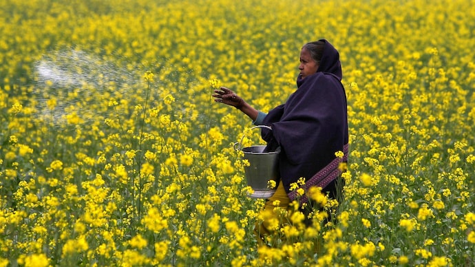 Urea is the most widely used fertiliser in India by farmers because it is the primary source of nitrogen, a nutrient essential for plant growth and crop productivity. (Image: Reuters) Indian farmer urea reuters