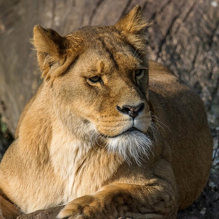 Which place is known as the Wildlife Capital of the world?