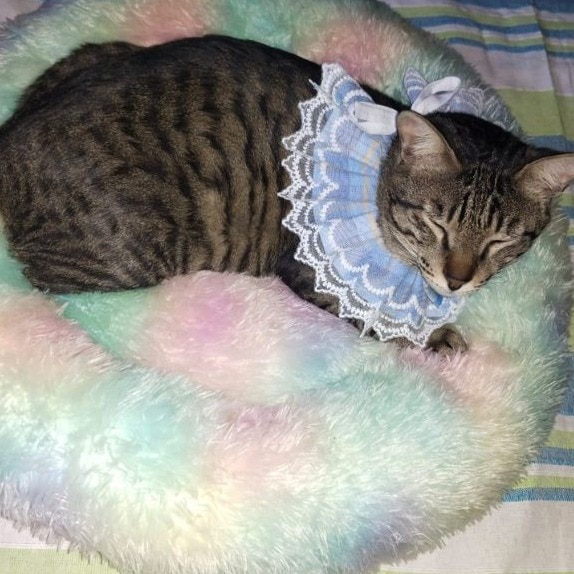 Why cats meow only at humans, and what mine have been telling me
