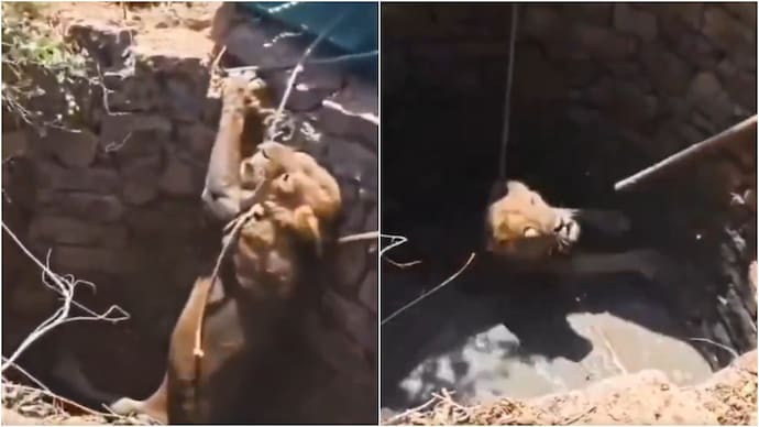 Gujarat's deputy CM shared a video of the dramatic rescue of a lion. (Photo: X) lion