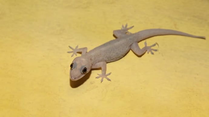 Lizard activity in India rises during both summer and monsoon, with heat attracting them indoors and monsoon boosting insect supply, leading to more frequent sightings and movement inside homes. What is the signal of a lizard calling?