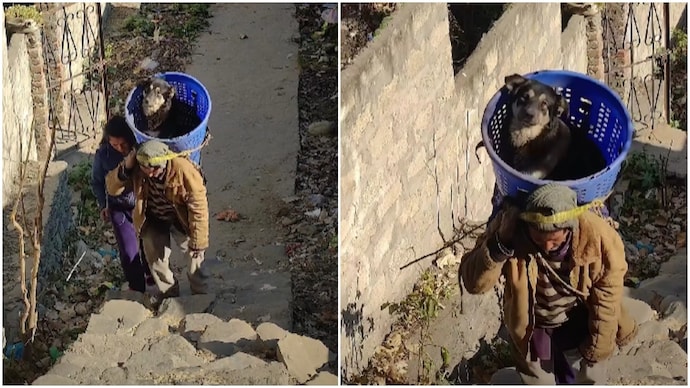 Man carries injured dog uphill in basket, video will restore your faith in humanity (Photos: Manali Strays/Facebook) Man carries injured dog uphill in basket, video will restore your faith in humanity