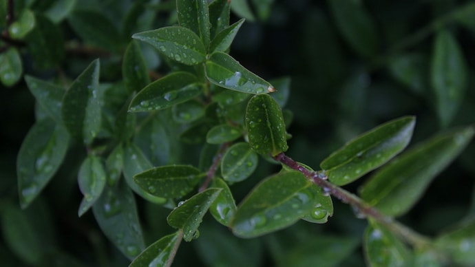 MIT scientists just discovered that seeds can literally hear rain falling, and it makes them sprout faster. Here's the science behind it. (Photo: Unsplash) MIT scientists just discovered that seeds can literally hear rain falling, and it makes them sprout faster. Here's the science behind it. (Photo: Unsplash)