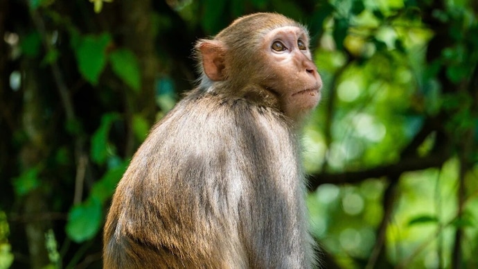 Representational image A 20-day-old baby thrown into a well by a monkey was saved by a diaper