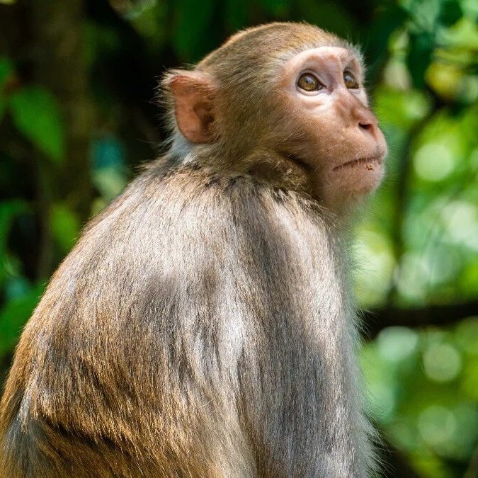 Capture a monkey, earn Rs 600: Maharashtra scheme to curb human-wildlife conflict
