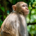 A 20-day-old baby thrown into a well by a monkey was saved by a diaper A 20-day-old baby thrown into a well by a monkey was saved by a diaper