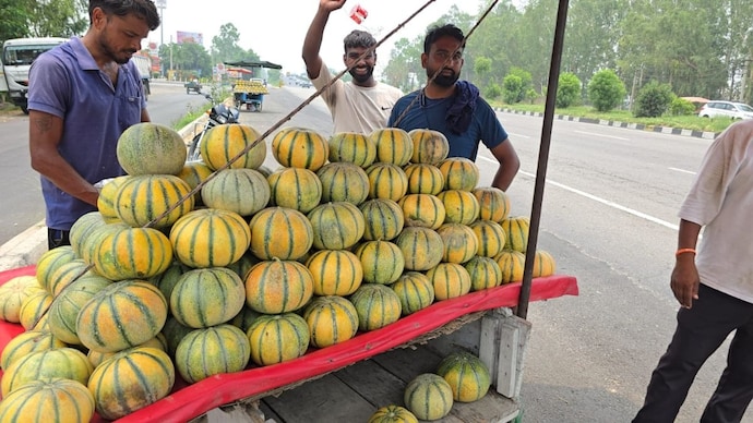 A few simple checks can help buyers choose ripe, sweet melons at the market मिश्री से भी मीठा है खरबूज