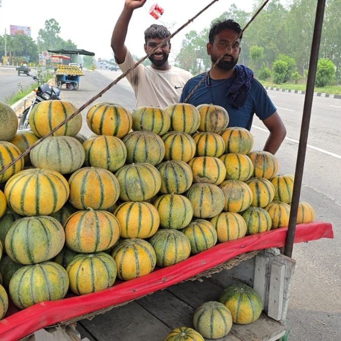 How to pick a juicy, sweet melon in minutes
