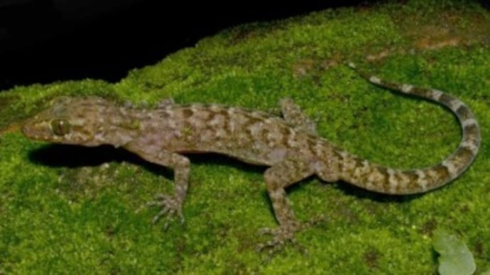 An image of the newly discovered gecko is Assam. (Photo: Screengrab) New gecko species discovered in Assam's Raimona Park. Here's what it's called