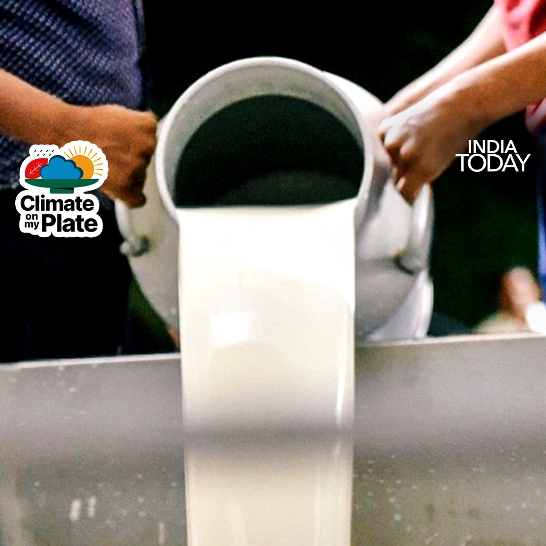No sweets, no ghee: India's milk industry is fighting an invisible war