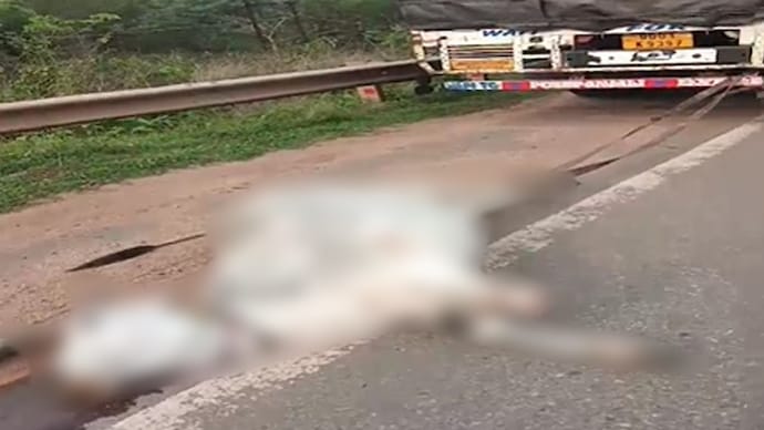 Odisha man arrested for dragging cow behind his truck