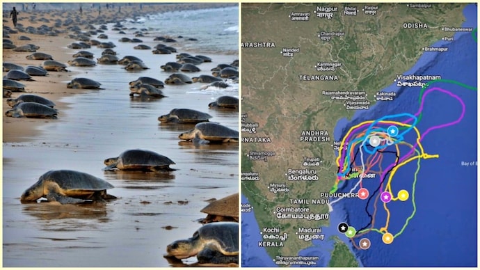 Olive Ridley are gathering at the Sri Lanka dome. (Photo: X/@supriyasahuias) Olive Ridley