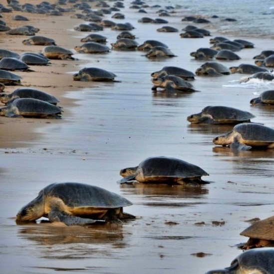 Olive Ridley turtles gathering at a secret location after leaving India