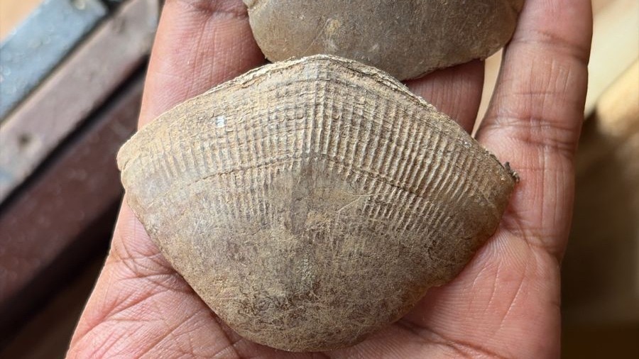 Indian pangolin trafficking racket busted in Chhattisgarh, 3 arrested