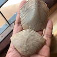 Pangolin Pangolin