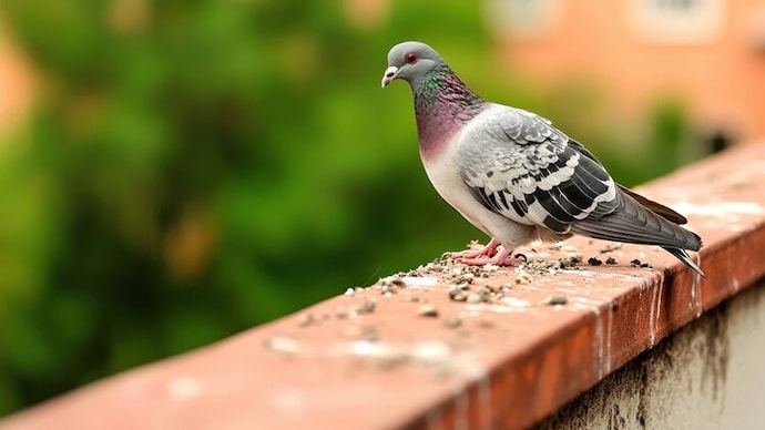 Residents in Delhi NCR are tackling balcony pigeon problems using nets, spikes, and better cleaning habits, as growing bird activity in apartments raises hygiene and maintenance concerns. It is noteworthy that their lifespan varies depending on their environment, food, and safety.