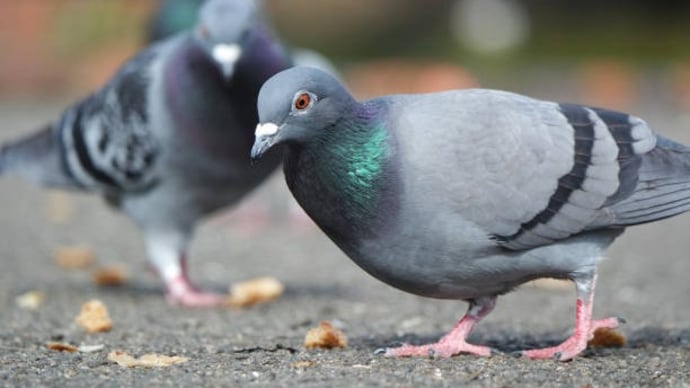 Pigeons often return to balconies for shelter and food, but blocking entry points with nets and removing attractants can help stop repeat visits and solve common balcony pigeon problems. (Representative Image/Getty Images) Pigeon Battle in Germany (Representative Image/Getty Images)