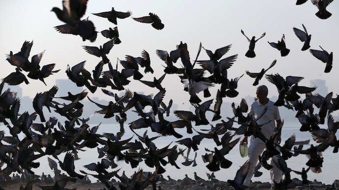 From metro stations to market chaos, pigeons have mastered Delhi’s urban jungle thriving on scraps Representative image