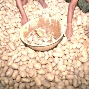 Potato