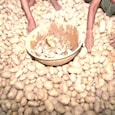 Potato Potato