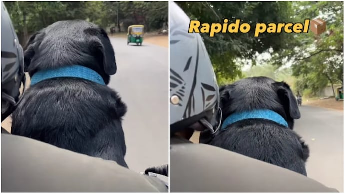 Rapido driver receives dog to deliver as 'parcel', watch for instant serotonin boost (Photos: @kalua_theblacklab/Instagram) Rapido driver receives dog to deliver as 'parcel', watch for instant serotonin boost