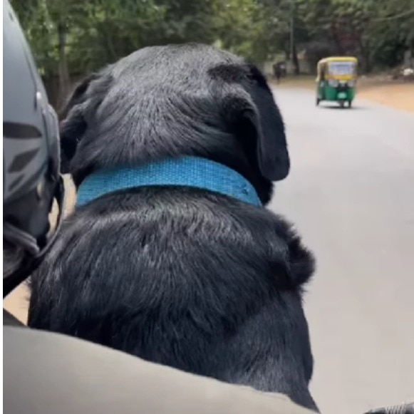 Rapido driver receives dog to deliver as 'parcel', watch for instant serotonin boost
