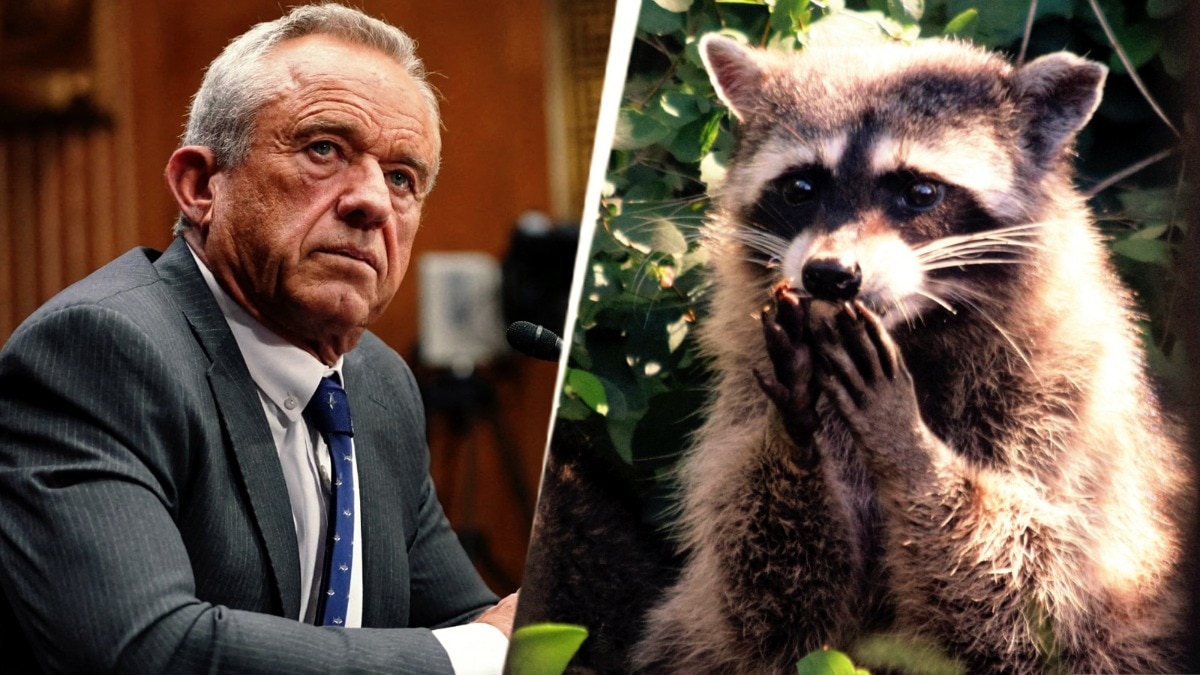 RFK Jr's fascination with dead animals includes whale head, raccoon penis