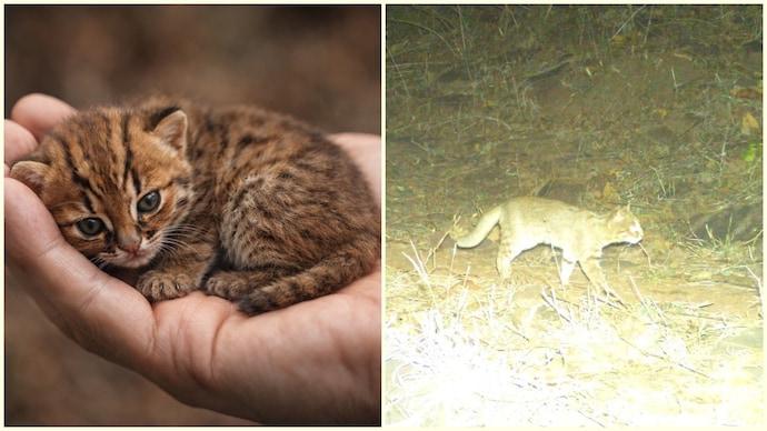 The image was recorded during a large-scale camera trap survey. Rusty-spotted cat