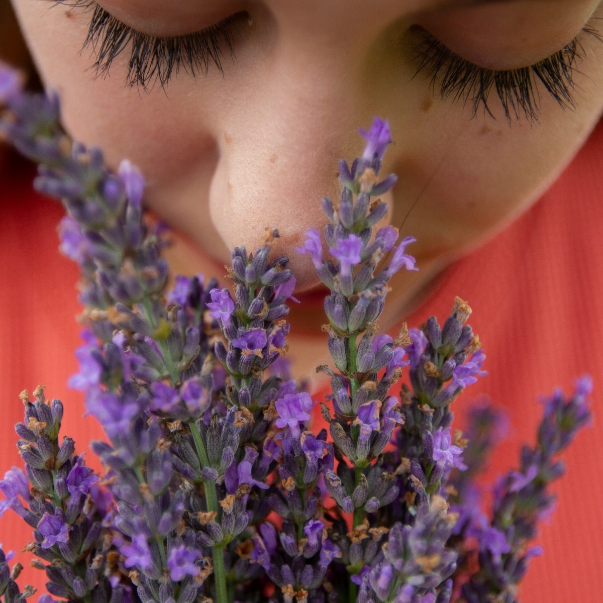Hidden map found inside human nose through which smell travels to brain
