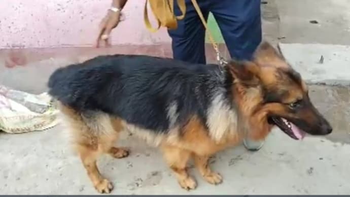 Sniffer dog Simba who led the investigators to the accused