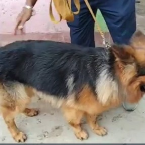 A sniffer dog and garbage dump: How Patna cops cracked girl's murder in 72 hours
