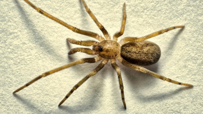 Spiders are among the most important groups of arthropod predators. (Photo: Spider discovery