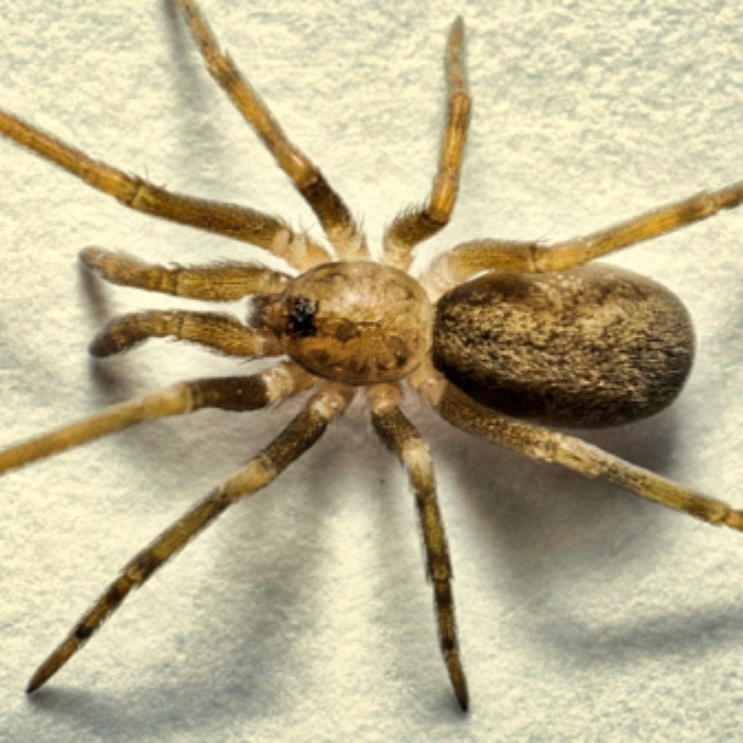New spider named after Pink Floyd can eat animal six times its size
