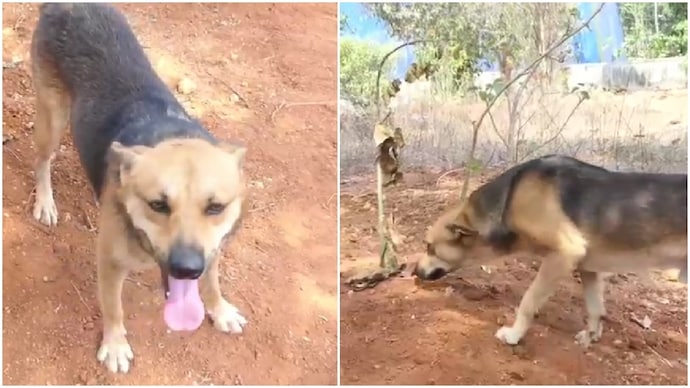 Street dog guards grave of Kerala woman who fed it daily Stray dog guards grave of Kerala woman who fed it daily