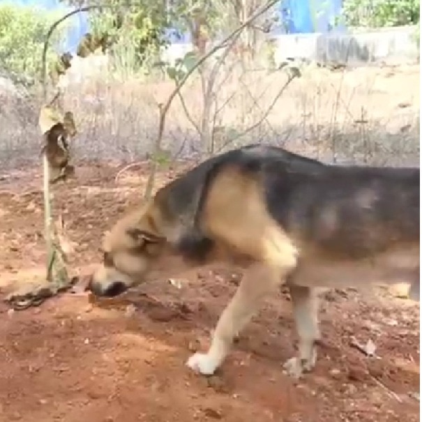 Street dog guards grave of Kerala woman who fed it daily. Video will break your heart
